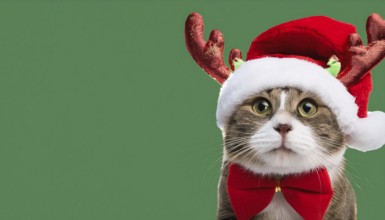 Adorable cat celebrating christmas with festive reindeer antlers and a stylish red bow tie against