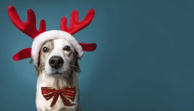 Adorable dog celebrating christmas with festive antlers and bow tie against a vibrant teal