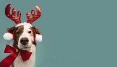 Border collie dog wearing reindeer antlers headband and red bow tie on teal background celebrating