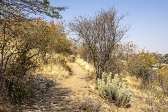 A stone pathway winds through dry woodland and bush at the National Botanic Garden, Windhoek,