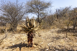 A stone pathway winds through dry woodland and bush at the National Botanic Garden, Windhoek,