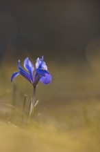 Reticulated iris (Iris reticulata), Rhineland-Palatinate, Germany