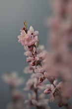 Almond blossom, Rhineland-Palatinate, Germany