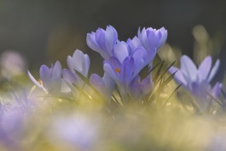 Crocuses (Crocus), Rhineland-Palatinate, Germany