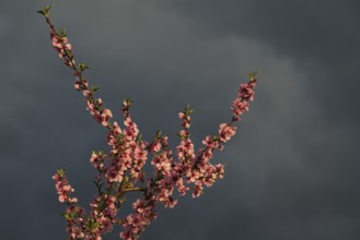 Almond blossom, Rhineland-Palatinate, Germany