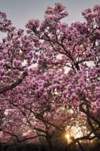 Magnolia, whole flowering tree at sunset, Rhineland-Palatinate, Germany