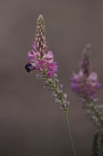 Seed asparagus (Onobrychis viciifolia) with bumblebee (Bombus), Rhineland-Palatinate, Germany