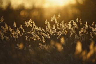 Grasses against the light, Rhineland-Palatinate, Germany