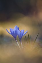 Crocuses (Crocus), Rhineland-Palatinate, Germany
