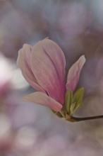 Magnolia (Magnolia), single flower, Rhineland-Palatinate, Germany