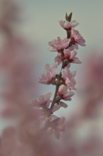 Almond blossom, Rhineland-Palatinate, Germany