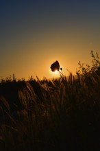 Poppy flower (Papaver) against the light, silhouette, Rhineland-Palatinate, Germany