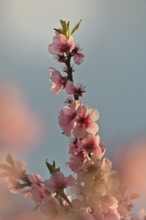 Almond blossom, Rhineland-Palatinate, Germany