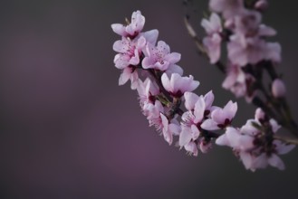 Almond blossom, Rhineland-Palatinate, Germany