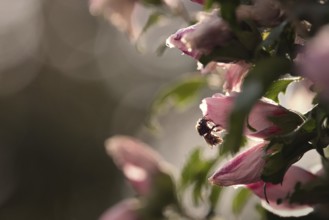 Flower with bumblebee, Rhineland-Palatinate, Germany