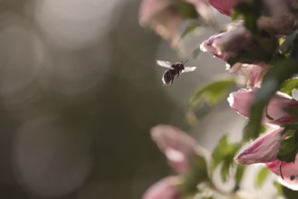 Flowers with bumblebee (Bombus) approaching, Rhineland-Palatinate, Germany