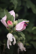 Flower from which a bumblebee (Bombus) crawls out, Rhineland-Palatinate, Germany