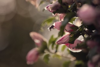 Flower into which bumblebee crawls, Rhineland-Palatinate, Germany