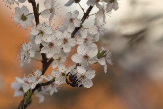 Fruit blossom with bumblebee (Bombus), Rhineland-Palatinate, Germany