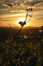 Vine in the sunset, backlight, vineyard, Rhineland-Palatinate, Germany