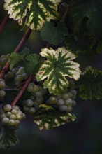 Grapes in the vineyard, Rhineland-Palatinate, Germany