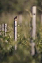 Stonechat (Saxicola rubicola) sitting on a stake in a vineyard, Rhine-Hesse region, Germany