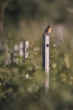 Stonechat (Saxicola rubicola) sitting on a stake in a vineyard, Rhine-Hesse region, Germany