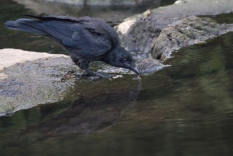 Raven crow (Corvus corone) drinking on a stone by the river, Rhineland-Palatinate, Germany