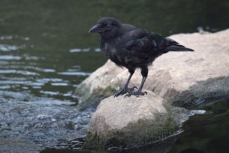 Raven crow (Corvus corone) on a stone by a river, Rhineland-Palatinate, Germany