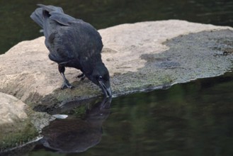 Raven crow (Corvus corone) drinking on a stone by the river, Rhineland-Palatinate, Germany