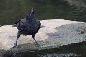 Raven crow (Corvus corone) drinking on a stone by the river, Rhineland-Palatinate, Germany