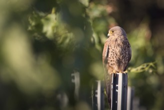 Kestrel (Falco tinnunculus) sitting on a pole in a vineyard, Rhine-Hesse region, Germany