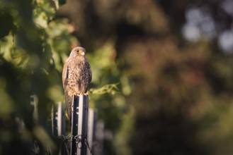 Kestrel (Falco tinnunculus) sitting on a pole in a vineyard, Rhine-Hesse region, Germany