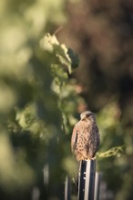 Kestrel (Falco tinnunculus) sitting on a pole in a vineyard, Rhine-Hesse region, Germany