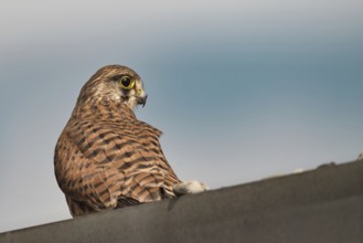 Kestrel (Falco tinnunculus) sitting on a roof, Rhine-Hesse region, Germany