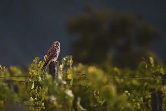 Kestrel (Falco tinnunculus) sitting on a pole in a vineyard, Rhine-Hesse region, Germany