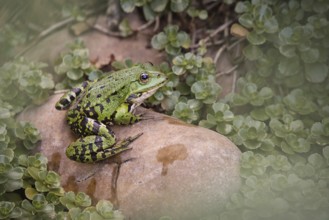 Edible Frog (Pelophylax cl. esculentus) on a stone in the countryside, Rhineland-Palatinate,