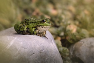 Edible Frog (Pelophylax cl. esculentus) on a stone in the countryside, Rhineland-Palatinate,