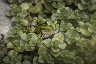 Edible Frog (Pelophylax cl. esculentus) on a stone in the countryside, Rhineland-Palatinate,