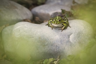 Edible Frog (Pelophylax cl. esculentus) on a stone in the countryside, Rhineland-Palatinate,