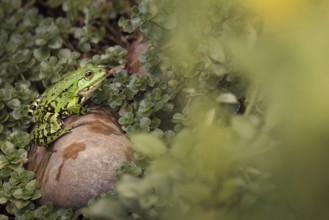 Edible Frog (Pelophylax cl. esculentus) on a stone in the countryside, Rhineland-Palatinate,