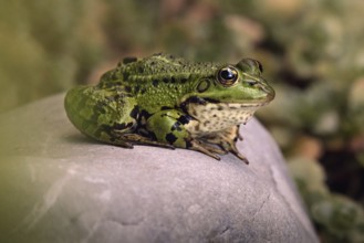 Edible Frog (Pelophylax cl. esculentus) on a stone in the countryside, Rhineland-Palatinate,