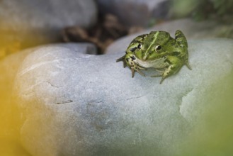 Edible Frog (Pelophylax cl. esculentus) on a stone in the countryside, Rhineland-Palatinate,