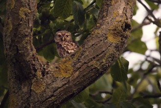 Little owl (Athene noctua) sitting in a branch fork, Rhineland-Palatinate, Germany