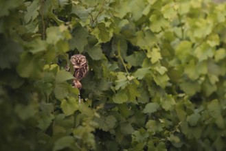 Little owl (Athene noctua) sitting in a vineyard, Rhineland-Palatinate, Germany