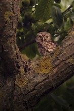 Little owl (Athene noctua) sitting in a branch fork, Rhineland-Palatinate, Germany