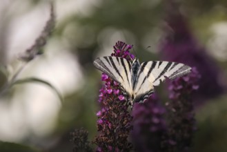 Sail butterfly (Iphiclides podalirius) sitting on a lilac blossom, Rhineland-Palatinate, Germany