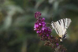 Sail butterfly (Iphiclides podalirius) sitting on a lilac blossom, Rhineland-Palatinate, Germany