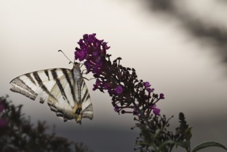 Sail butterfly (Iphiclides podalirius) sitting on a lilac blossom, Rhineland-Palatinate, Germany