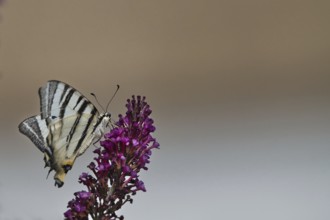 Sail butterfly (Iphiclides podalirius) sitting on a lilac blossom, Rhineland-Palatinate, Germany